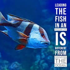 Leading the fish.jpeg